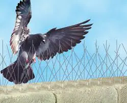 شركة مكافحة الحمام ام القيوين
