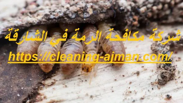 شركة مكافحة الرمة في الشارقة