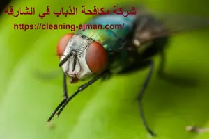 [صورة: %D8%B4%D8%B1%D9%83%D8%A9-%D9%85%D9%83%D8...0.jpg.webp]