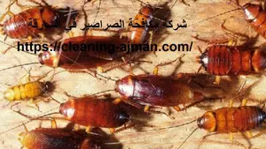 [صورة: %D8%B4%D8%B1%D9%83%D8%A9-%D9%85%D9%83%D8...9.jpg.webp]