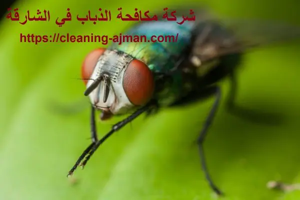 شركة مكافحة الذباب في الشارقة