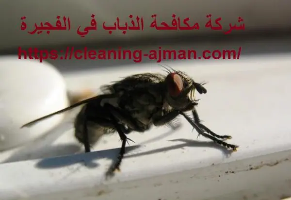 شركة مكافحة الذباب في الفجيرة