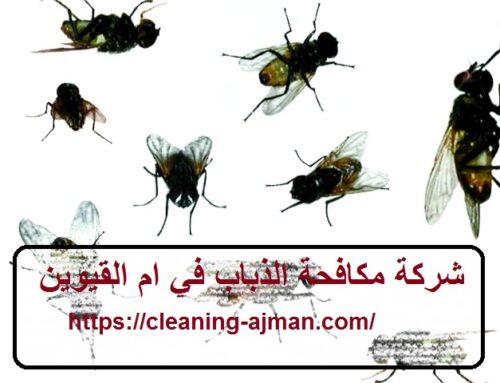 شركة مكافحة الذباب في ام القيوين |0501640311| رش حشرات