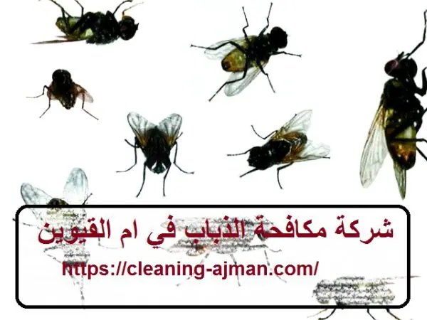 شركة مكافحة الذباب في ام القيوين