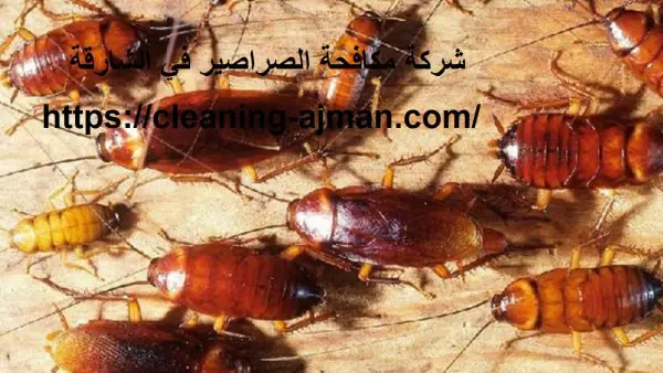 شركة مكافحة الصراصير في الشارقة