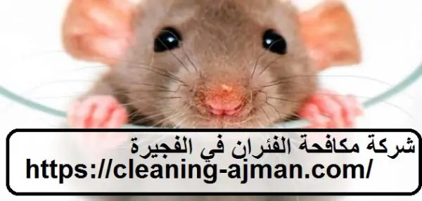 شركة مكافحة الفئران في الفجيرة