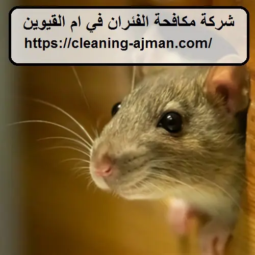 شركة مكافحة الفئران في ام القيوين