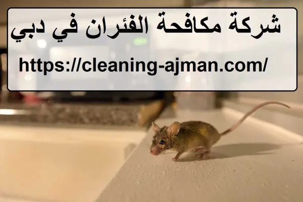 شركة مكافحة الفئران في دبي