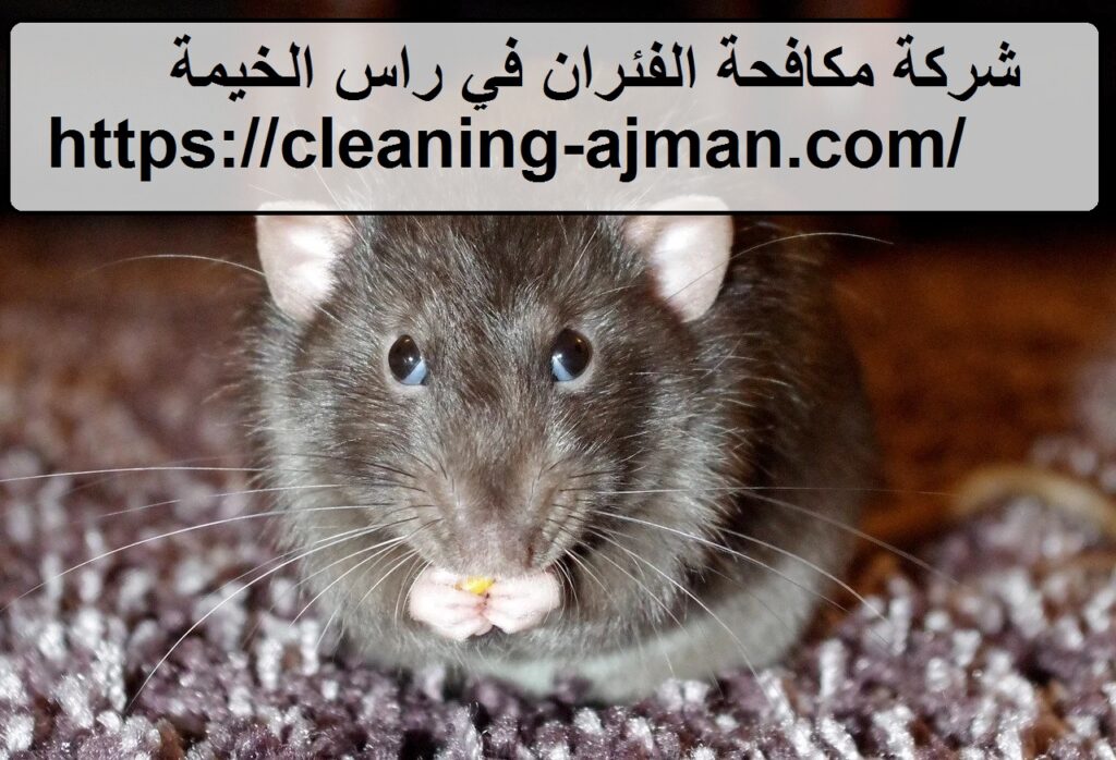 شركة مكافحة الفئران في راس الخيمة