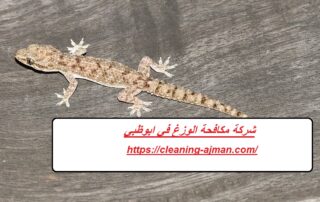 شركة مكافحة الوزغ في ابوظبي