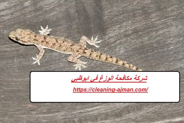 شركة مكافحة الوزغ في ابوظبي
