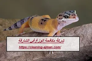 [صورة: شركة-مكافحة-الوزغ-في-الشارقة-300x200.jpg.webp]