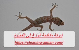 شركة مكافحة الوزغ في الفجيرة