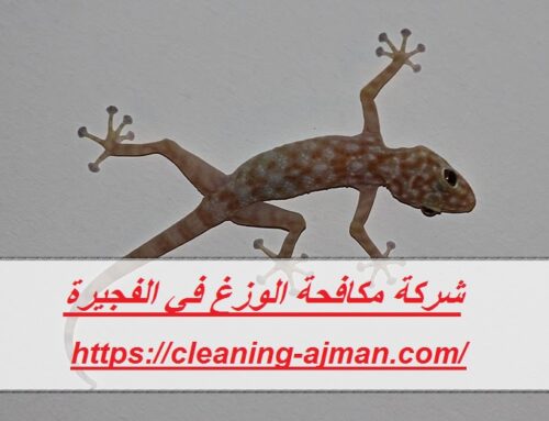 شركة مكافحة الوزغ في الفجيرة |0501640311| مكافحة الأبراص