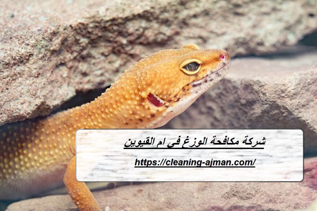 شركة مكافحة الوزغ في ام القيوين
