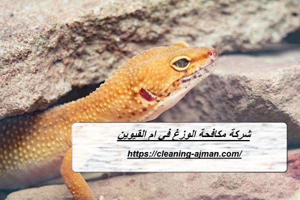 شركة مكافحة الوزغ في ام القيوين