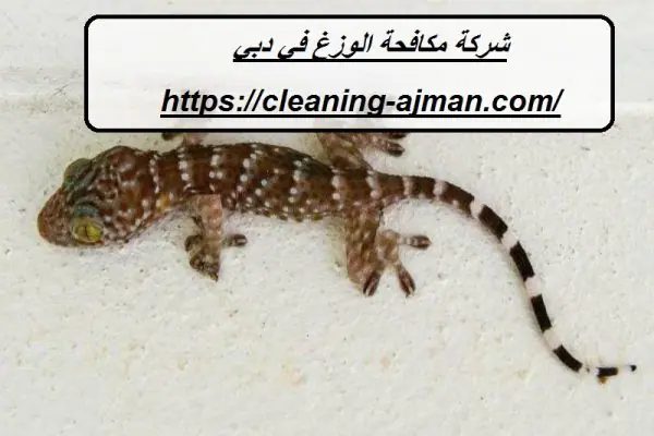 شركة مكافحة الوزغ في دبي