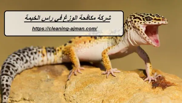 شركة مكافحة الوزغ في راس الخيمة