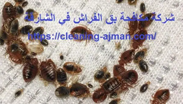 شركة مكافحة بق الفراش في الشارقة