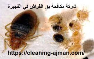 شركة مكافحة بق الفراش في الفجيرة