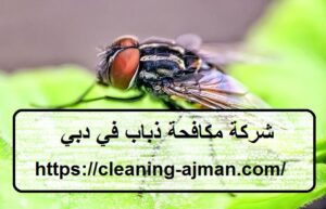 شركة مكافحة ذباب في دبي