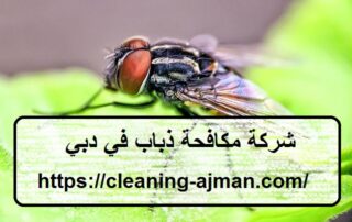 شركة مكافحة ذباب في دبي