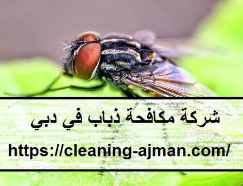 شركة مكافحة الذباب في دبي |0501640311| ابادة حشرات