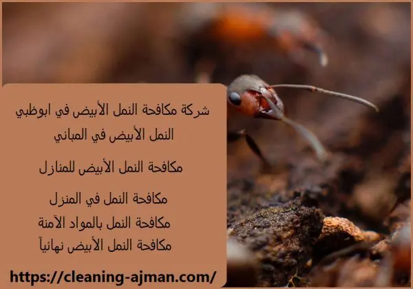 شركة مكافحة النمل الأبيض في ابوظبي