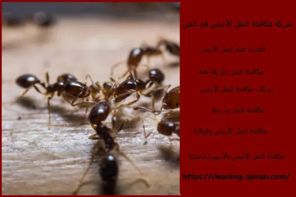 شركة مكافحة النمل الأبيض في العين