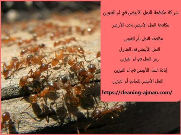 شركة مكافحة النمل الأبيض في ام القيوين